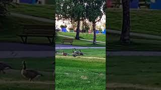 Gislaved Sweden 🇸🇪 ducks garden song music explore travel [upl. by Eiramana892]