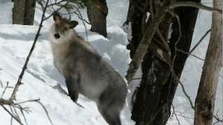 Japanese Serow on the Run in Snow Mountain 雪山を逃走するニホンカモシカと食痕 [upl. by Hermina]