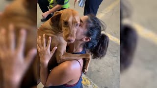 Tearful Reunion With Lost Dog 🥺  Best Reunion Compilation [upl. by Nnod]