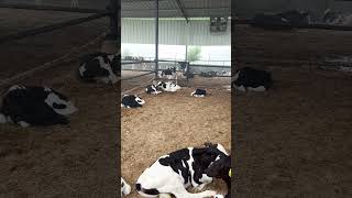 Kids Cow cow dairy dairyindustry farming dairyfarming winter farming shorts shortsvideo [upl. by Wellington]