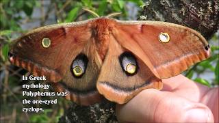 Egg to Polyphemus Moth [upl. by Peterec119]