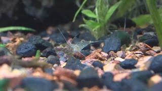 Feeding my angelfish LIVE ghost shrimp [upl. by Wivinia]