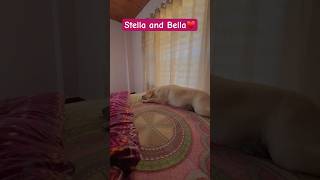 Stella and Bella at home 🏡 husky labrador shortvideo viralshort trending funny fun cute [upl. by Mackay]