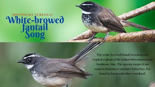 whitebrowed fantail Song  whitebrowed fantail Sounds  whitebrowed fantail Singing  Calls [upl. by Anerbes832]