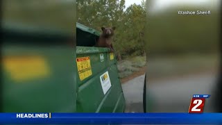 WCSO Rescues Bear in Dumpster [upl. by Mcgill]