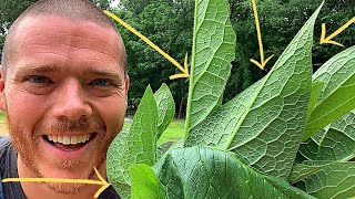 Cut COMFREY For MAX GROWTH  Feed Rabbits Chickens Pigs  Make Compost  Accumulate Nutrients [upl. by Sebbie]