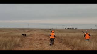 Here is my wife Antonette HardenCoffee shoot her first Pheasant with American Gratitude with Dogs [upl. by Obidiah]