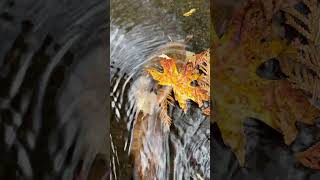 Crosshatch details wet Autumn clings to waterfalls I go with the flow autumn zen [upl. by Nollie]