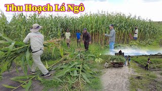 Linh Philip  Thu Hoạch Lá Ngô Làm Thức Ăn Cho Đàn Bò Trong Quang Linh Farm [upl. by Ellehsor]