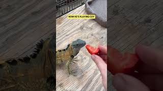 Will This Iguana Eat This Strawberry [upl. by Leugim]