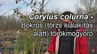 Corylus colurna  Bokros törzs kialakítás alatt törökmogyoró [upl. by Philipp]