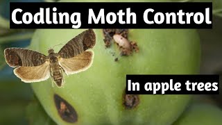 Codling Moth Control  organic method for Apple trees [upl. by Delinda]