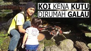 PENGOBATAN KUTU IKAN KOI FISH GARDEN BLITAR [upl. by Ntsud]