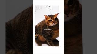 funnyvideo cat [upl. by Sanyu]