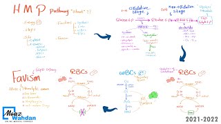 13 HMP pathway part 01Steps  Moaz Wahdan [upl. by Esilehc731]