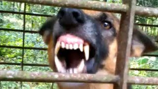 Vicious dog barking fiercely and loudly [upl. by Liliane]