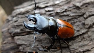 Odontolabis gazella gazella  Hirschkäfer  Stag Beetle [upl. by Golden]