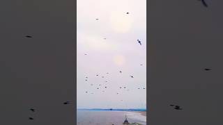 Birds flying by 3rd floor restaurant at the coast [upl. by Enoval779]