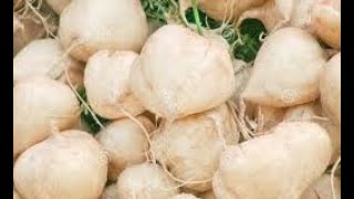 How to grow and care Jicama Sakalu Fruit Plant  Village Farming Live Part V [upl. by Neomah118]