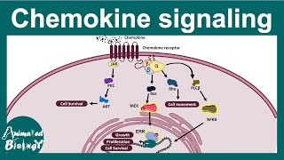 Chemokines  Chemokine signaling  Chemokines and cancer  how Chemokines work USMLE step 1 [upl. by Selemas302]