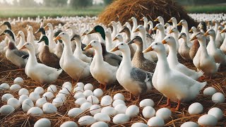 Amazing Duck Farming  How To Raise EggLaying Ducks Effectively [upl. by Ever]