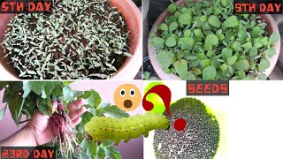 How To Grow Amaranth From Seeds In ContainersPots [upl. by Negiam499]