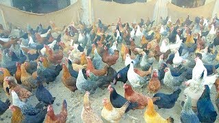 Desi Hen Farming in PakistanDesi murgi FarmingGolden Misri FarmingHen FarmingProfit Info [upl. by Notnad]