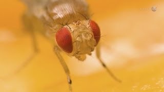 ScienceCasts Fruit Flies on the International Space Station [upl. by Enimzzaj]