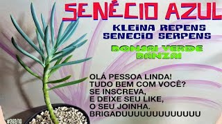 COMO CULTIVAR SENÉCIO AZUL senecio serpens ou kleinia repens [upl. by Arytas]