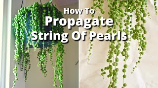 The Simple Way To Propagate A String Of Pearls Plant  Joy Us Garden [upl. by Joceline]