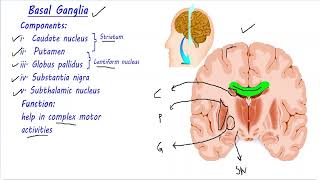 Basal Ganglia made easy  Direct and Indirect pathway  Neuroanatomy  Urdu Hindi [upl. by Brynna]