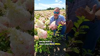 Why You Need Berry White Hydrangeas hydrangea berrywhite garden [upl. by Matuag38]