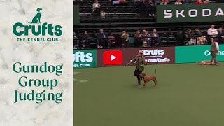 Gundog Group Judging  Crufts 2024 [upl. by Ricker93]