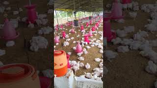 levofloxacin B H ఎలా యూస్ చేయాలిshort videopoultry knowledgeakber poultry farming 🐔🐔🐔 [upl. by Tella48]