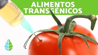 VENTAJAS y DESVENTAJAS de los ALIMENTOS TRANSGÉNICOS  ¿Son BUENOS los ALIMENTOS TRANSGÉNICOS [upl. by Valaree]