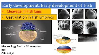 Early development in fish Cleavage gastrulation germ layer Early development of vertebrates Fish [upl. by Eelnayr486]