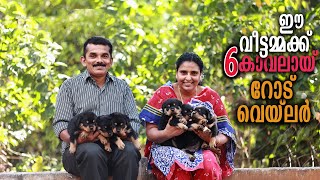 വീട്ടമ്മയുടെ ചുണക്കുട്ടന്മാർ  Vickies Greeny rottweiler puppycare [upl. by Alvie900]