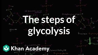 Steps of glycolysis  Cellular respiration  Biology  Khan Academy [upl. by Emmons]