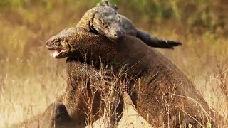 Combat de dragons de Komodo impressionnant  ZAPPING SAUVAGE [upl. by Annot]