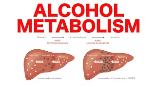 Alcohol Metabolism [upl. by Ertha211]