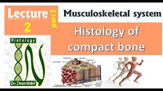 2c Histology of Compact bone [upl. by Ennobe]