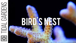 Seriatopora Birds Nest Corals [upl. by Prady]