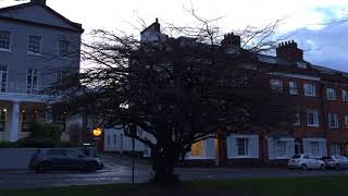 Persian ironwood Parrotia persica  tree  January 2018 [upl. by Mis]