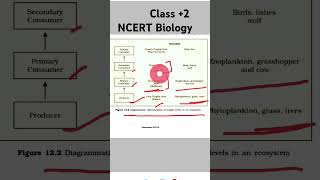 Diagrammatic representation of Trophic levels in an ecosystemNEET Biology shortsvideo [upl. by Ycam915]