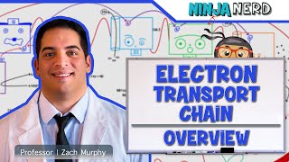 Metabolism  Electron Transport Chain Overview [upl. by Hallam587]