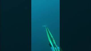 Sola soletta fishing pescasub spearfishing [upl. by Ziegler]