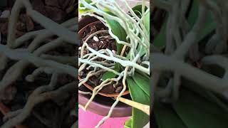 Basal Keikis on 3 Phalaenopsis Orchids phalaenopsis orchid plants [upl. by Idur]