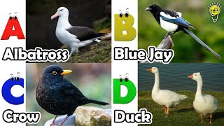 Birds Alphabet Song for Kids  Birds ABC Song  Phonics for Kids  Baby  Alphabet Letters [upl. by Zandra]