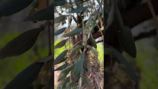 Wild Olive جنگلی زیتون کہو [upl. by Tumer]