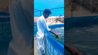 Biofloc Fish Farm at Hyderabad [upl. by Graaf]